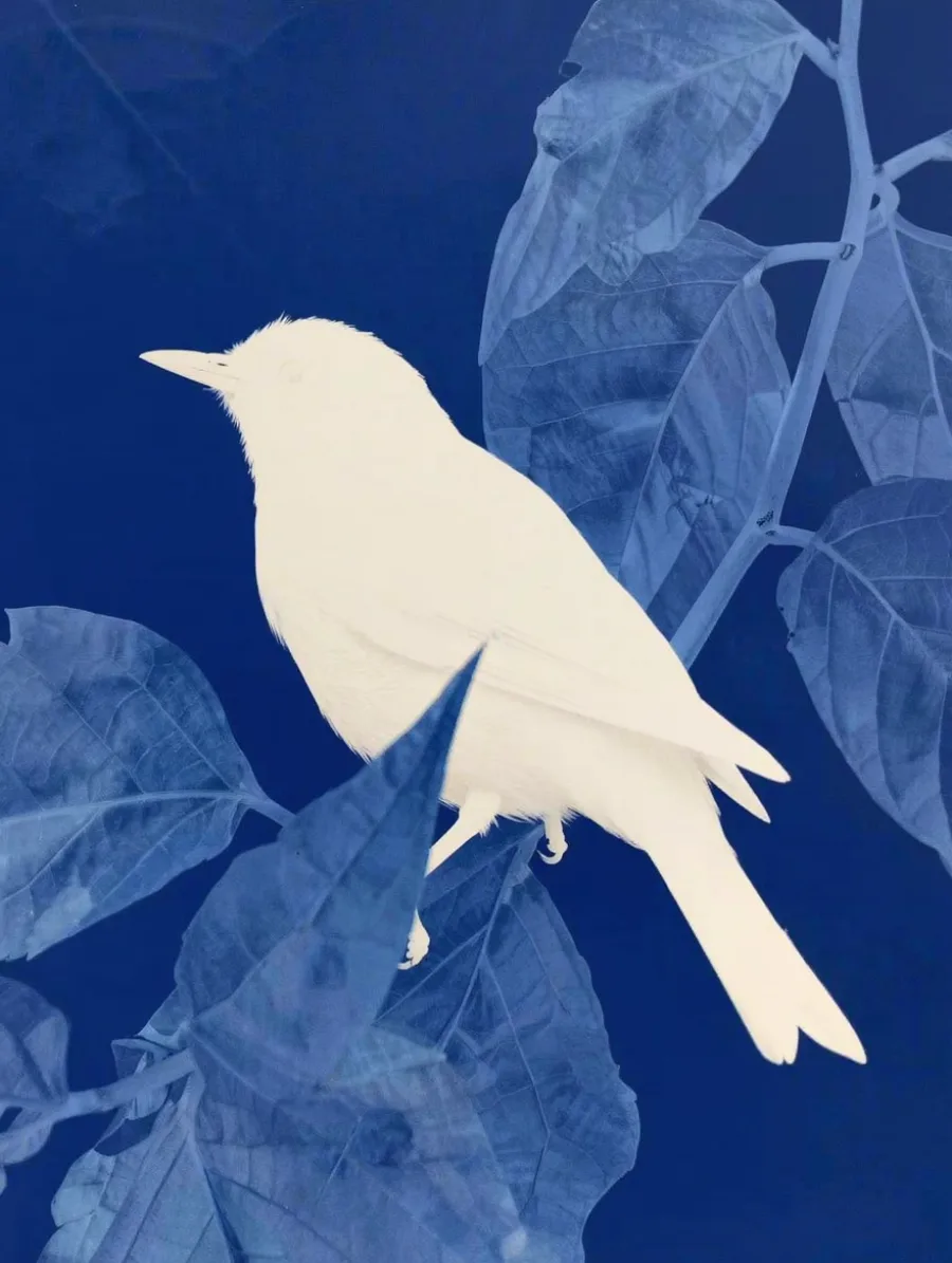 Generated cover illustrating cyanotype.