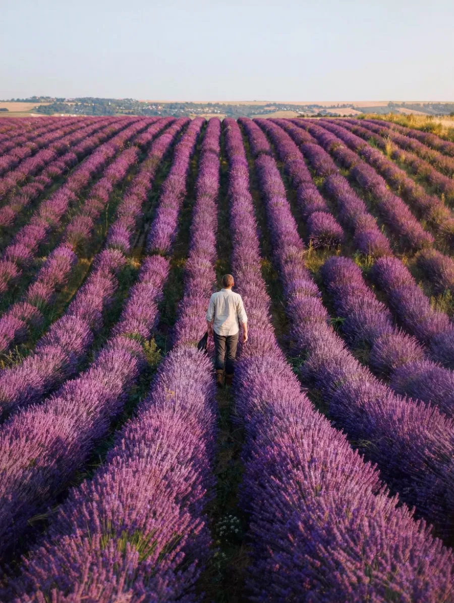 Generated cover illustrating lavender field.