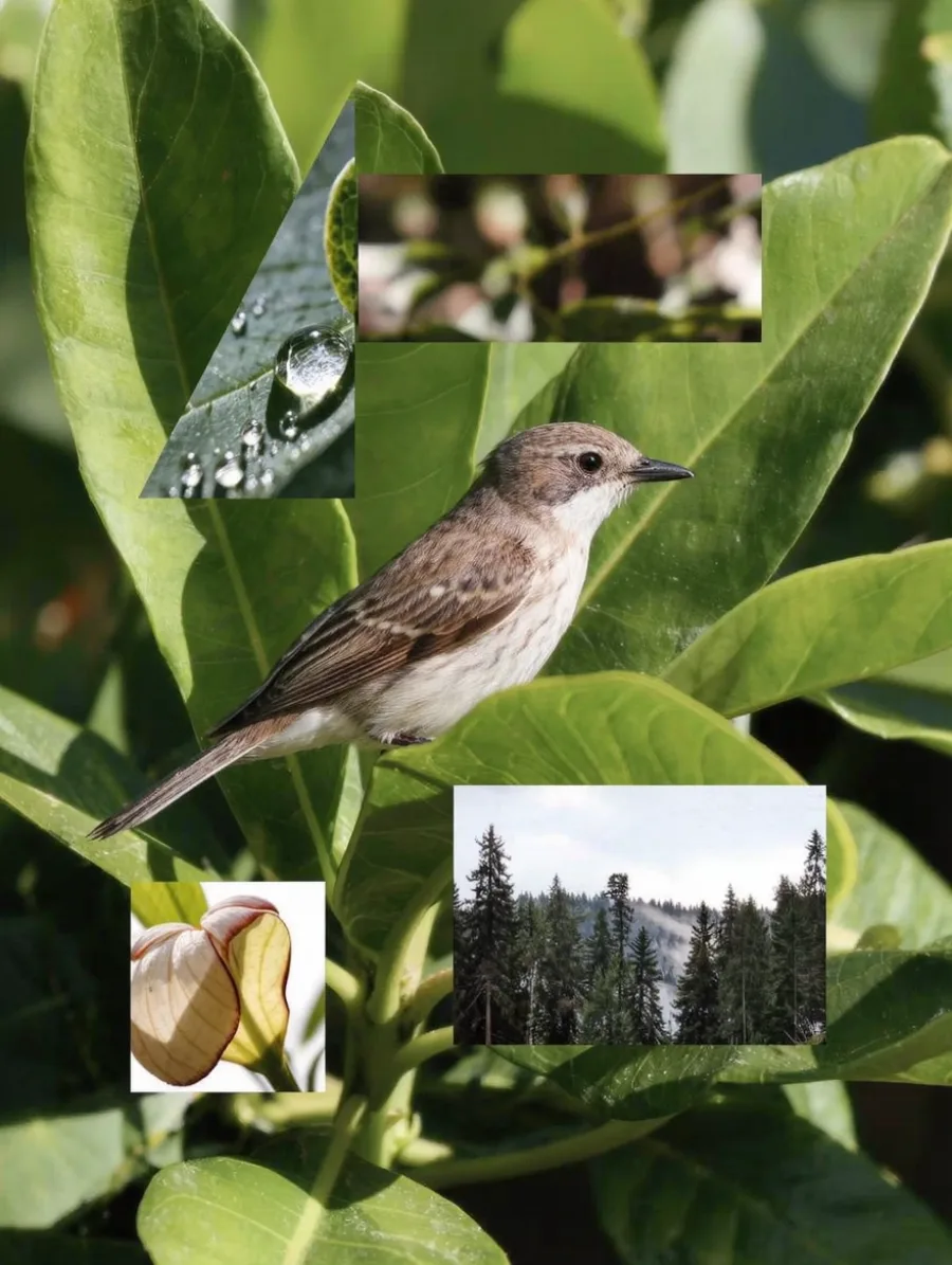 Generated cover illustrating photomontage.
